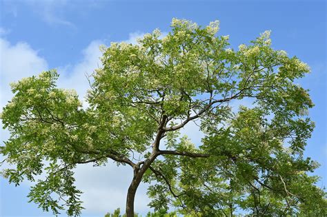 槐樹開花|槐